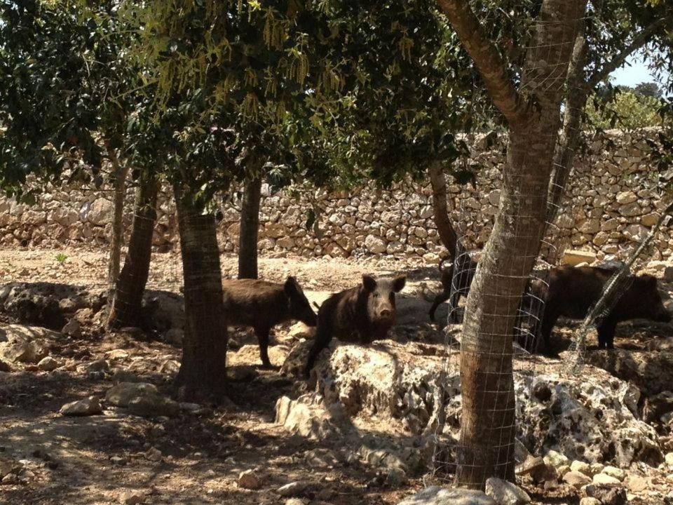 Masseria Autigne Otranto Exteriör bild