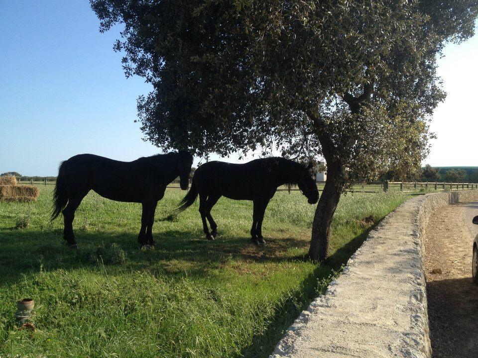 Masseria Autigne Otranto Exteriör bild